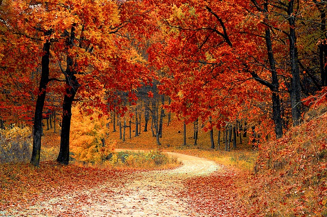 fall-1072821_640 (2)